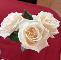 IMG_7961_Medium_original